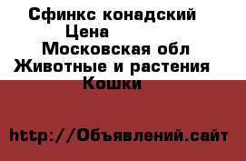 Сфинкс конадский › Цена ­ 4 000 - Московская обл. Животные и растения » Кошки   